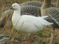 Ross's Goose